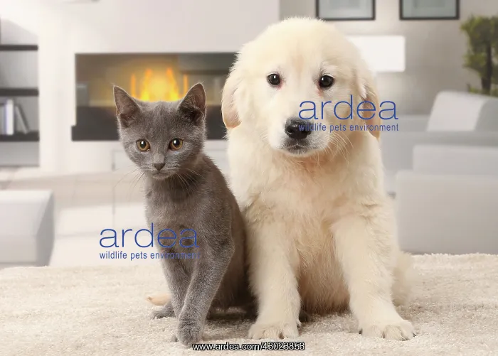 : Cat & Dog Chartreux kitten and Golden Retriever puppy : Cat & Dog Chartreux kitten and Golden Retriever puppy