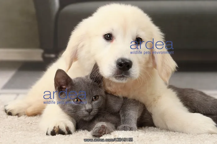 : Cat & Dog Chartreux kitten and Golden Retriever puppy : Cat & Dog Chartreux kitten and Golden Retriever puppy