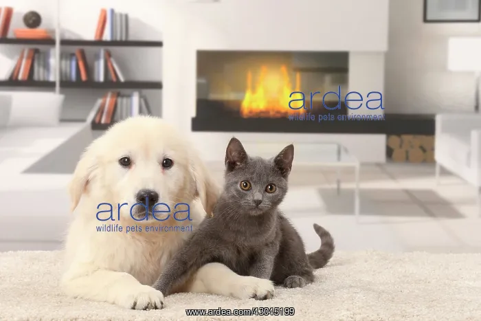 : Cat & Dog Chartreux kitten and Golden Retriever puppy : Cat & Dog Chartreux kitten and Golden Retriever puppy