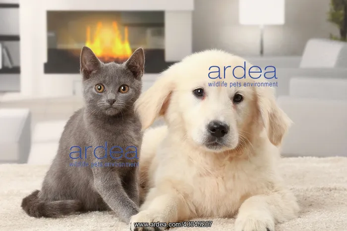 : Cat & Dog Chartreux kitten and Golden Retriever puppy : Cat & Dog Chartreux kitten and Golden Retriever puppy