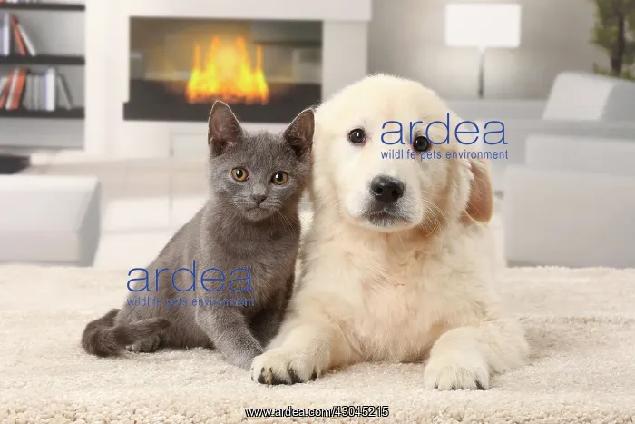 : Cat & Dog Chartreux kitten and Golden Retriever puppy : Cat & Dog Chartreux kitten and Golden Retriever puppy