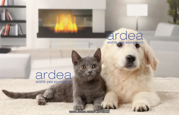 : Cat & Dog Chartreux kitten and Golden Retriever puppy : Cat & Dog Chartreux kitten and Golden Retriever puppy