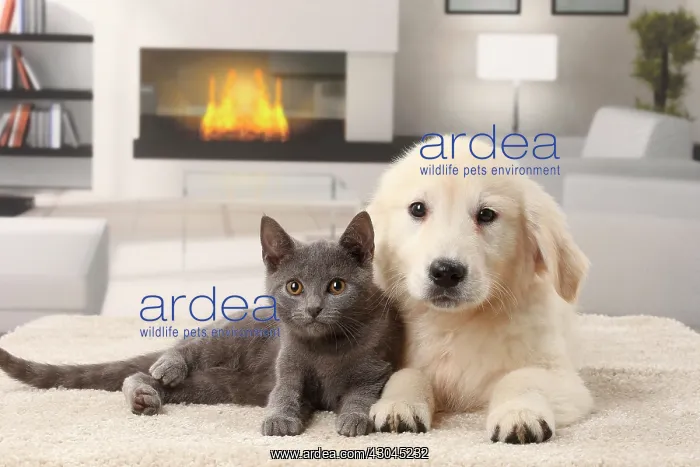: Cat & Dog Chartreux kitten and Golden Retriever puppy : Cat & Dog Chartreux kitten and Golden Retriever puppy
