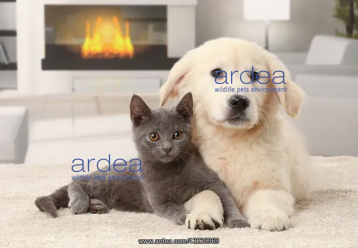 : Cat & Dog Chartreux kitten and Golden Retriever puppy : Cat & Dog Chartreux kitten and Golden Retriever puppy