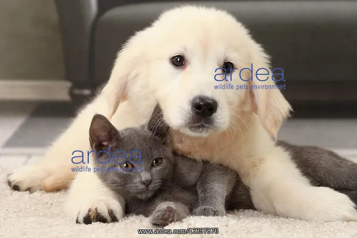  : Cat & Dog Chartreux kitten and Golden Retriever puppy