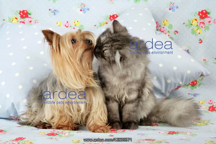 : Cat & Dog. - Chincilla X Persian. dark silver smoke : Cat & Dog. - Chincilla X Persian. dark silver smoke