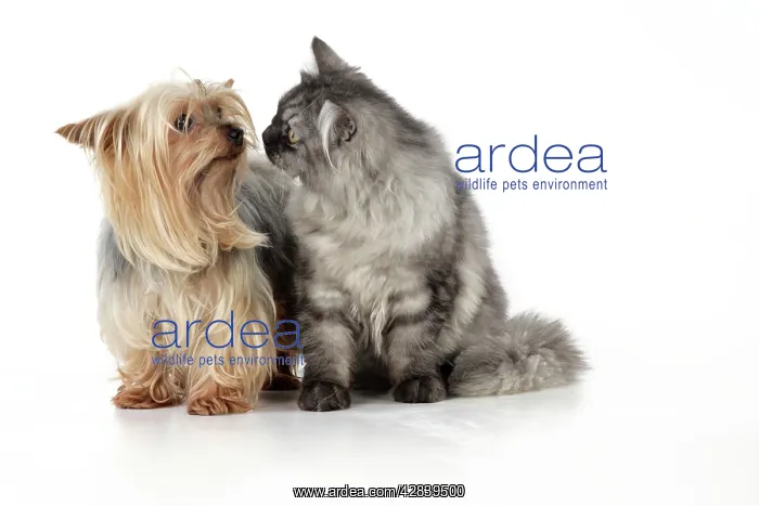: Cat & Dog - Chincilla X Persian. dark silver smoke : Cat & Dog - Chincilla X Persian. dark silver smoke