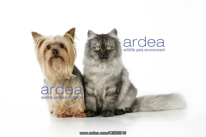 : Cat & Dog - Chincilla X Persian. dark silver smoke : Cat & Dog - Chincilla X Persian. dark silver smoke