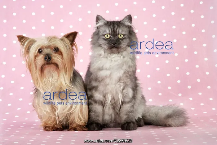 : Cat & Dog - Chincilla X Persian. dark silver smoke : Cat & Dog - Chincilla X Persian. dark silver smoke