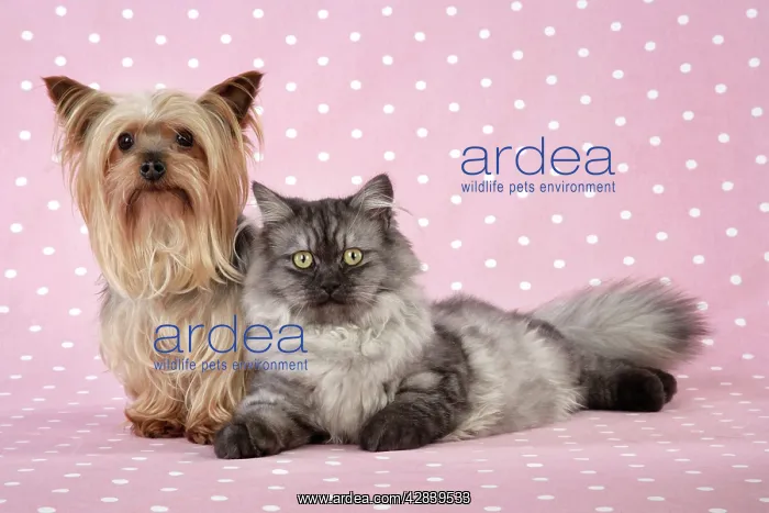 : Cat & Dog - Chincilla X Persian. dark silver smoke : Cat & Dog - Chincilla X Persian. dark silver smoke