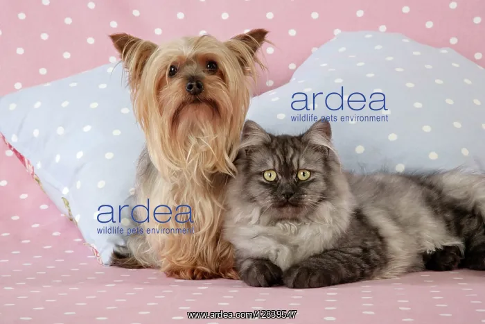 : Cat & Dog - Chincilla X Persian. dark silver smoke : Cat & Dog - Chincilla X Persian. dark silver smoke