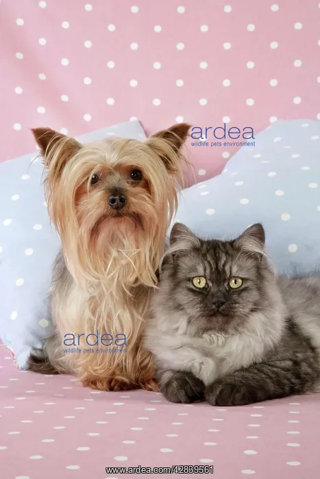 : Cat & Dog - Chincilla X Persian. dark silver smoke : Cat & Dog - Chincilla X Persian. dark silver smoke