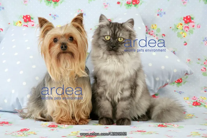 : Cat & Dog - Chincilla X Persian. dark silver smoke : Cat & Dog - Chincilla X Persian. dark silver smoke