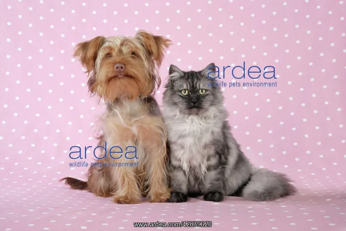 : Cat & Dog - Chincilla X Persian.dark silver smoke : Cat & Dog - Chincilla X Persian.dark silver smoke