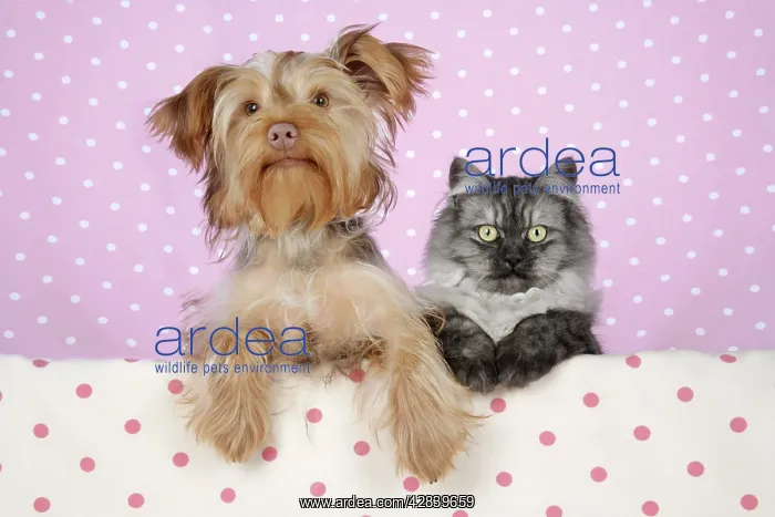: Cat & Dog - Chincilla X Persian.dark silver smoke : Cat & Dog - Chincilla X Persian.dark silver smoke