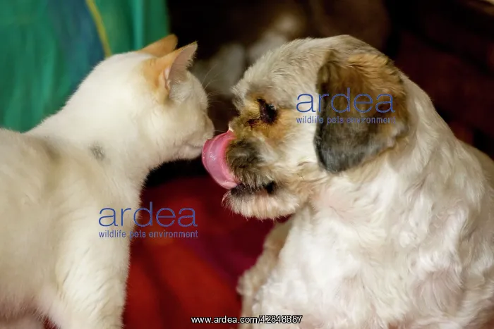  : Cat and dog together - dog licking nose