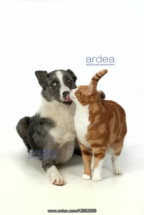 : CAT & DOG. ginger & white cat rubbing against : CAT & DOG. ginger & white cat rubbing against