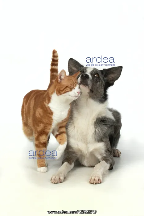 : CAT & DOG. ginger & white cat rubbing against : CAT & DOG. ginger & white cat rubbing against