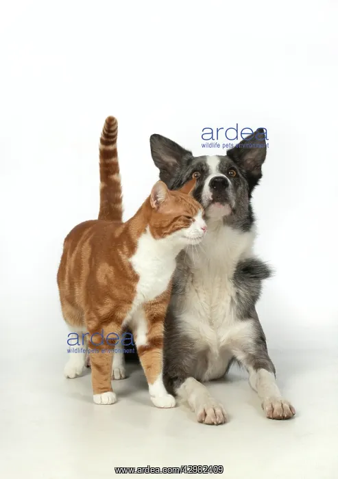 : CAT & DOG. ginger & white cat rubbing against : CAT & DOG. ginger & white cat rubbing against