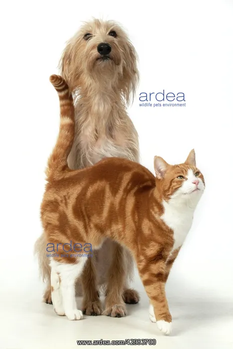 : CAT & DOG. ginger & white cat rubbing against : CAT & DOG. ginger & white cat rubbing against