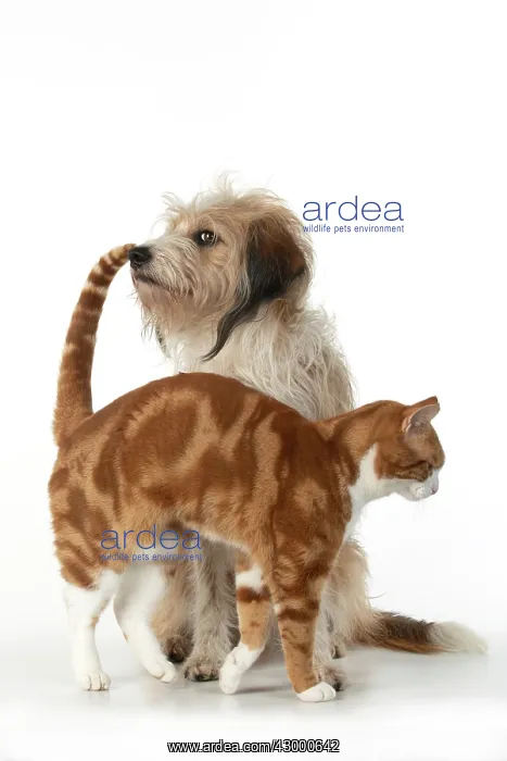 : CAT & DOG. Ginger & white cat rubbing against : CAT & DOG. Ginger & white cat rubbing against