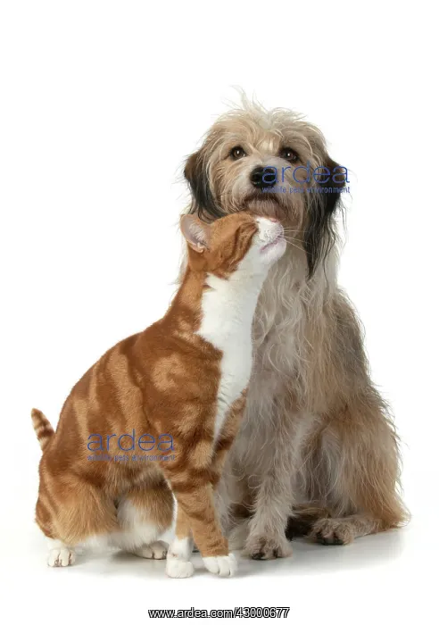 : CAT & DOG. Ginger & white cat rubbing against : CAT & DOG. Ginger & white cat rubbing against