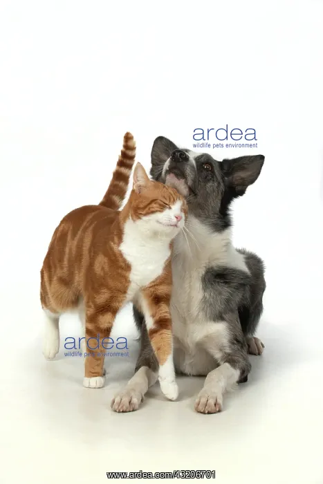 : CAT & DOG. ginger & white cat rubbing against : CAT & DOG. ginger & white cat rubbing against