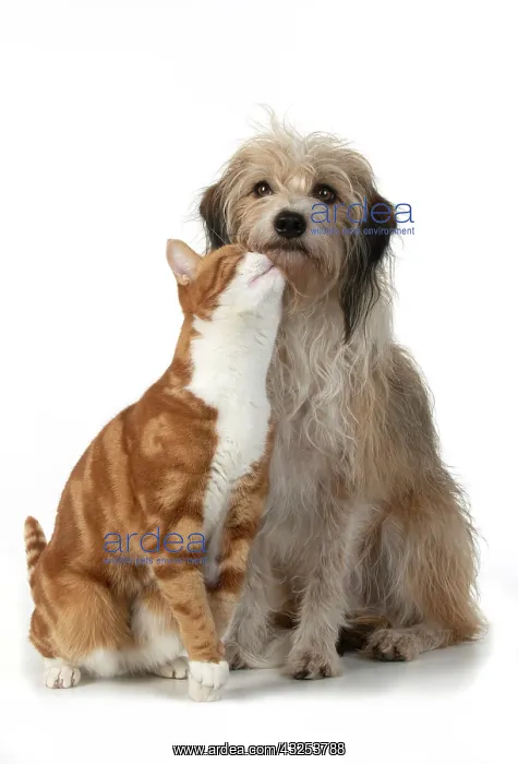 : CAT & DOG. Ginger & white cat rubbing against : CAT & DOG. Ginger & white cat rubbing against