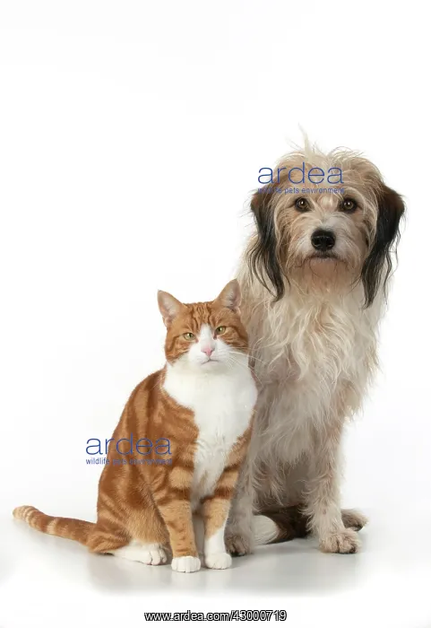 : CAT & DOG. Ginger & white cat sitting with a : CAT & DOG. Ginger & white cat sitting with a