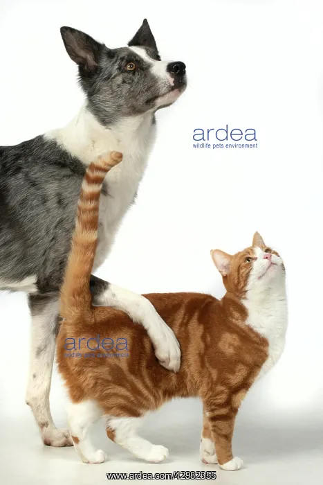 : CAT & DOG. ginger & white cat standing with Collie : CAT & DOG. ginger & white cat standing with Collie