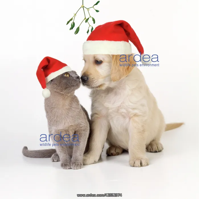 : Cat & Dog - kitten & puppy nose to nose under mistletoe : Cat & Dog - kitten & puppy nose to nose under mistletoe