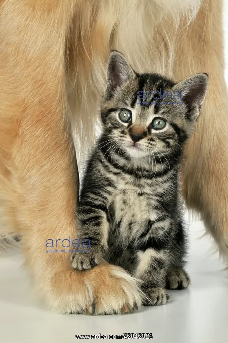 : CAT & DOG. Kitten sat between golden retrievers legs : CAT & DOG. Kitten sat between golden retrievers legs