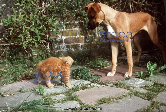 : CAT - DOG AND KITTEN showing defensive behaviour : CAT - DOG AND KITTEN showing defensive behaviour