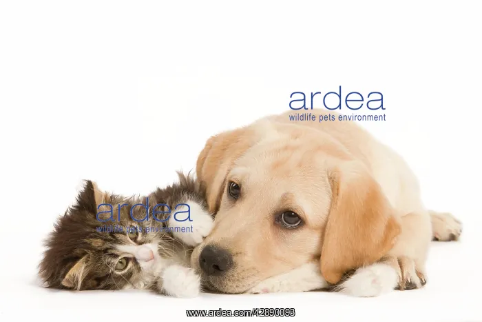 : Cat & Dog - Labrador puppy and Norwegian Forest : Cat & Dog - Labrador puppy and Norwegian Forest