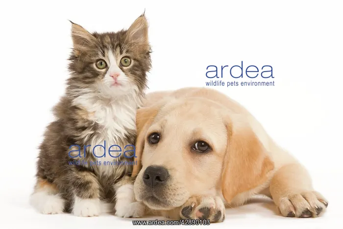 : Cat & Dog - Labrador puppy and Norwegian Forest : Cat & Dog - Labrador puppy and Norwegian Forest
