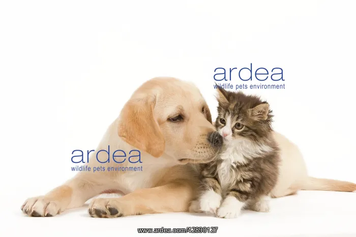 : Cat & Dog - Labrador puppy and Norwegian Forest : Cat & Dog - Labrador puppy and Norwegian Forest