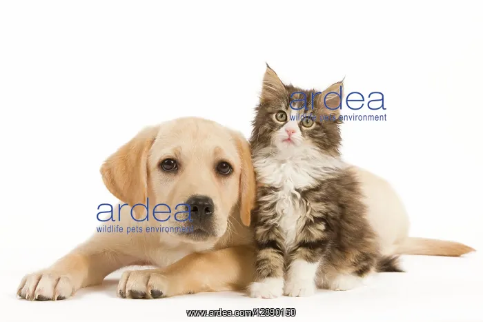 : Cat & Dog - Labrador puppy and Norwegian Forest : Cat & Dog - Labrador puppy and Norwegian Forest