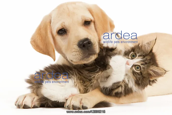 : Cat & Dog - Labrador puppy and Norwegian Forest : Cat & Dog - Labrador puppy and Norwegian Forest