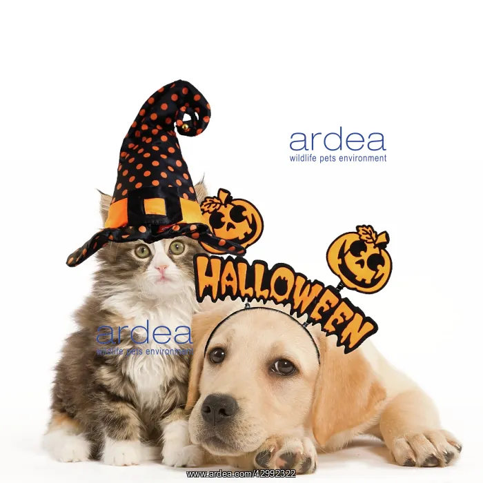 : Cat & Dog - Labrador puppy and Norwegian Forest : Cat & Dog - Labrador puppy and Norwegian Forest