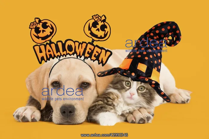 : Cat & Dog - Labrador puppy and Norwegian Forest : Cat & Dog - Labrador puppy and Norwegian Forest