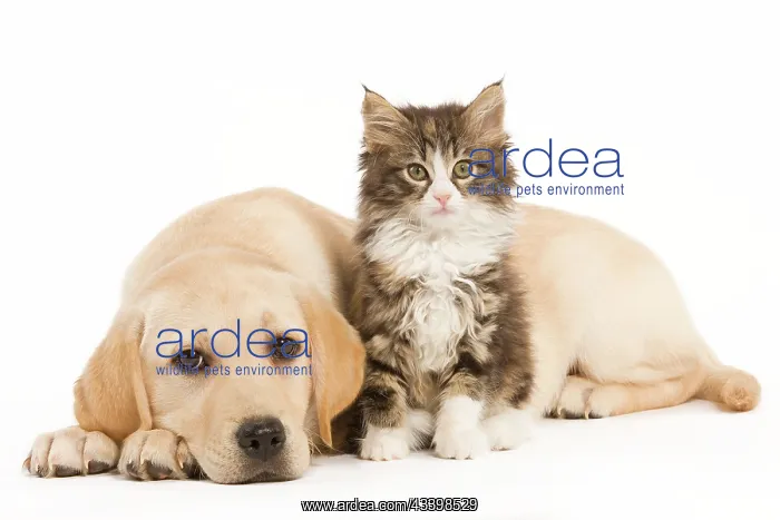 : Cat & Dog - Labrador puppy and Norwegian Forest : Cat & Dog - Labrador puppy and Norwegian Forest