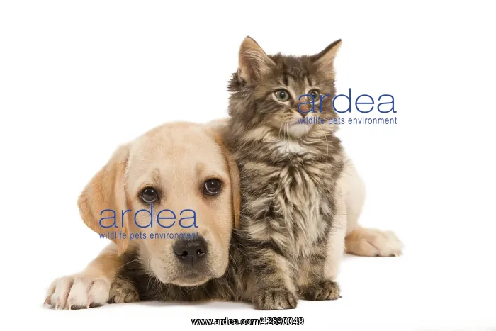 : Cat & Dog - Labrador puppy and Norwegian Forest Cat kitten : Cat & Dog - Labrador puppy and Norwegian Forest Cat kitten