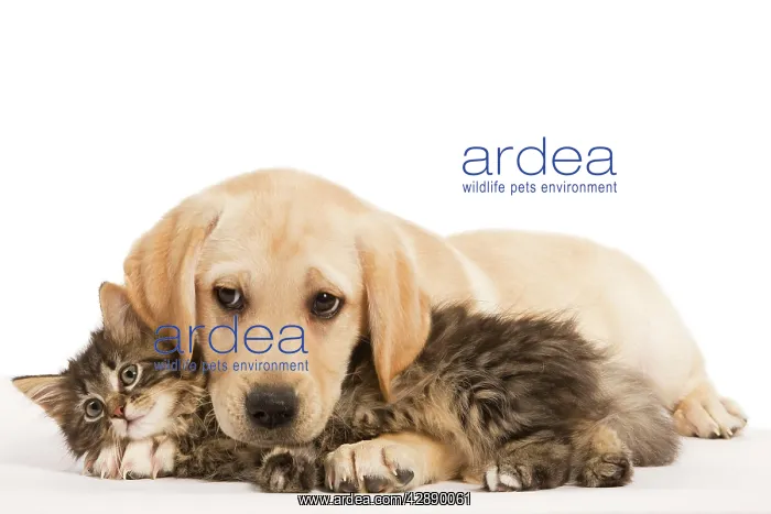 : Cat & Dog - Labrador puppy and Norwegian Forest Cat kitten : Cat & Dog - Labrador puppy and Norwegian Forest Cat kitten