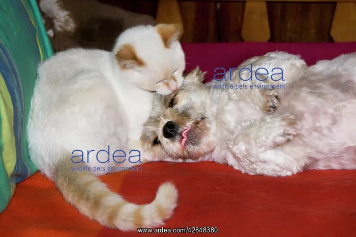  : Cat and dog lying together