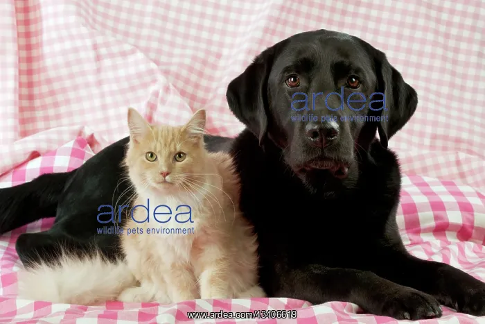 : CAT & DOG - Maine coon sitting next to black labrador : CAT & DOG - Maine coon sitting next to black labrador
