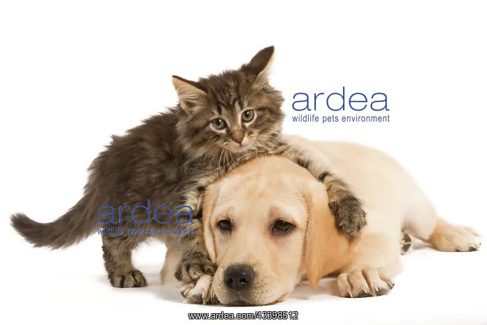 : Cat & Dog - Norwegian Forest Cat kitten climbing : Cat & Dog - Norwegian Forest Cat kitten climbing