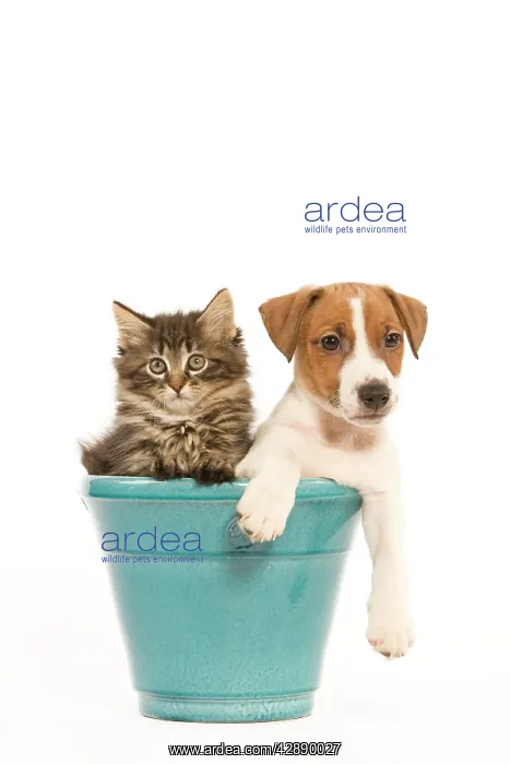 : Cat & Dog - Norwegian Forest Cat kitten with Jack : Cat & Dog - Norwegian Forest Cat kitten with Jack