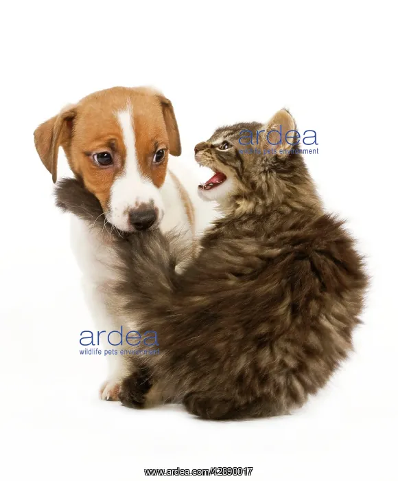 : Cat & Dog - Norwegian Forest Cat kitten miaowing : Cat & Dog - Norwegian Forest Cat kitten miaowing