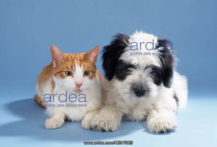 : Cat - with Dog, puppy : Cat - with Dog, puppy