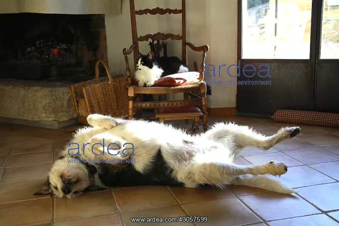 : Cat and dog slept around a fireplace France : Cat and dog slept around a fireplace France
